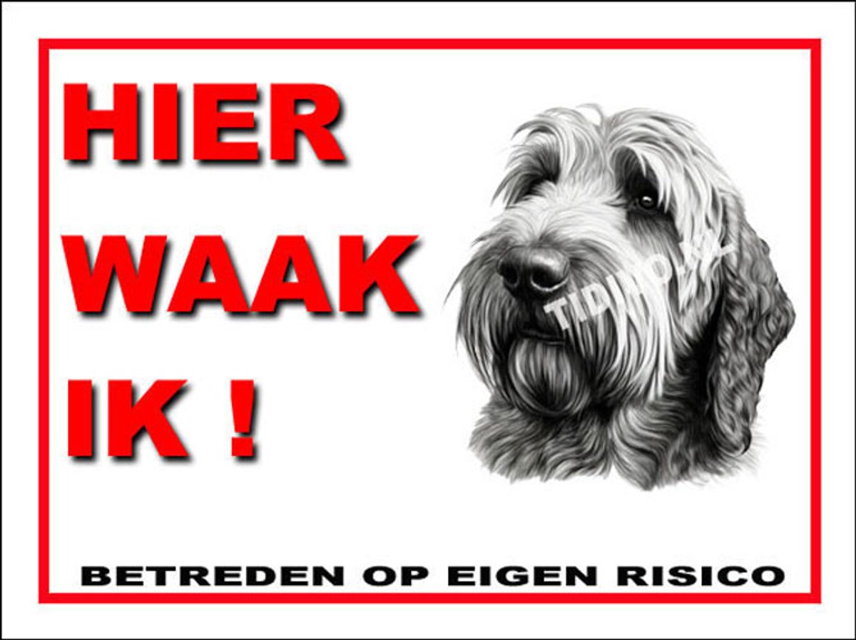 Otterhound 3