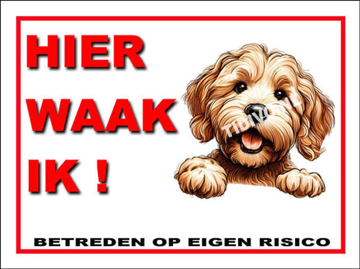 Labradoodle 3