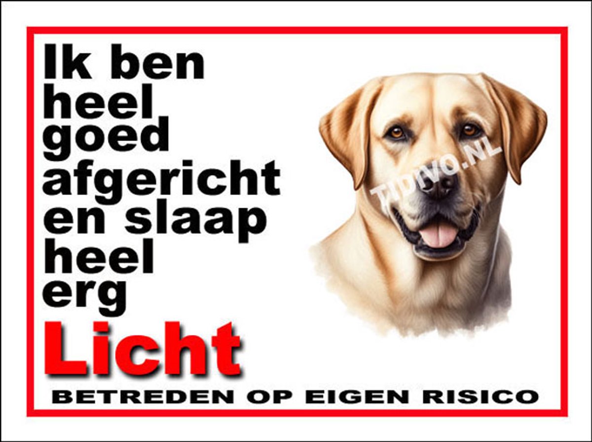 Labrador Retriever 4