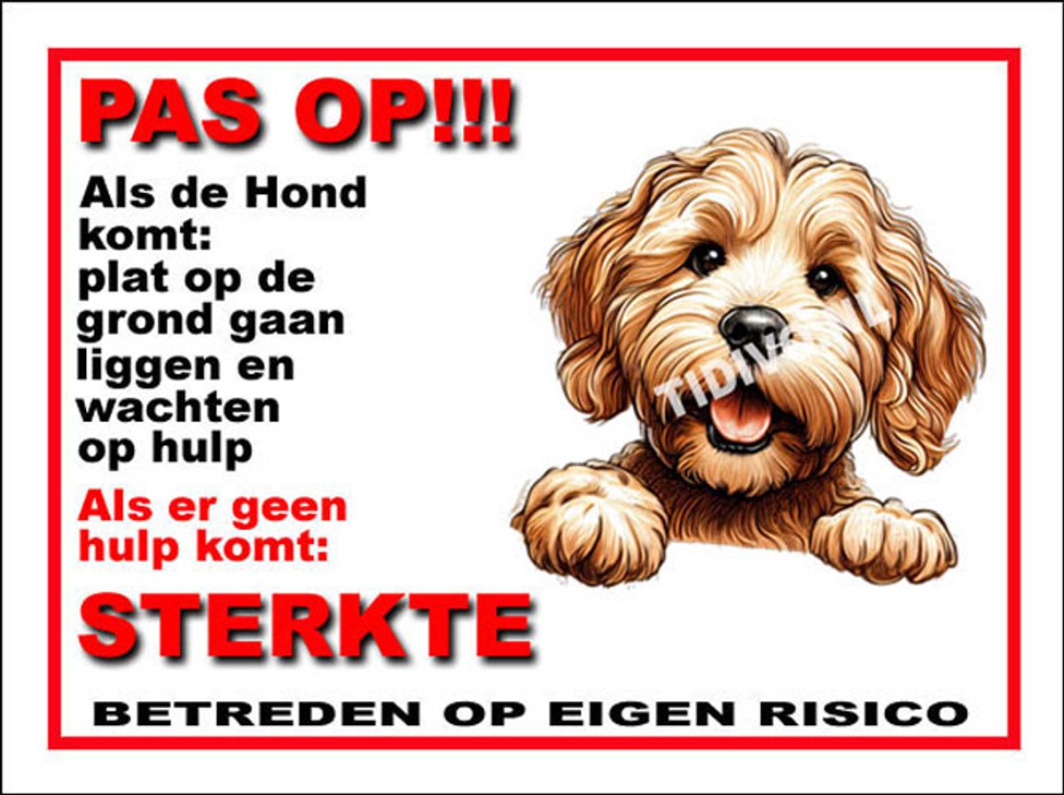 Labradoodle 12