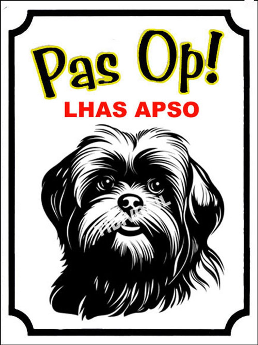 Lhasa Apso 16