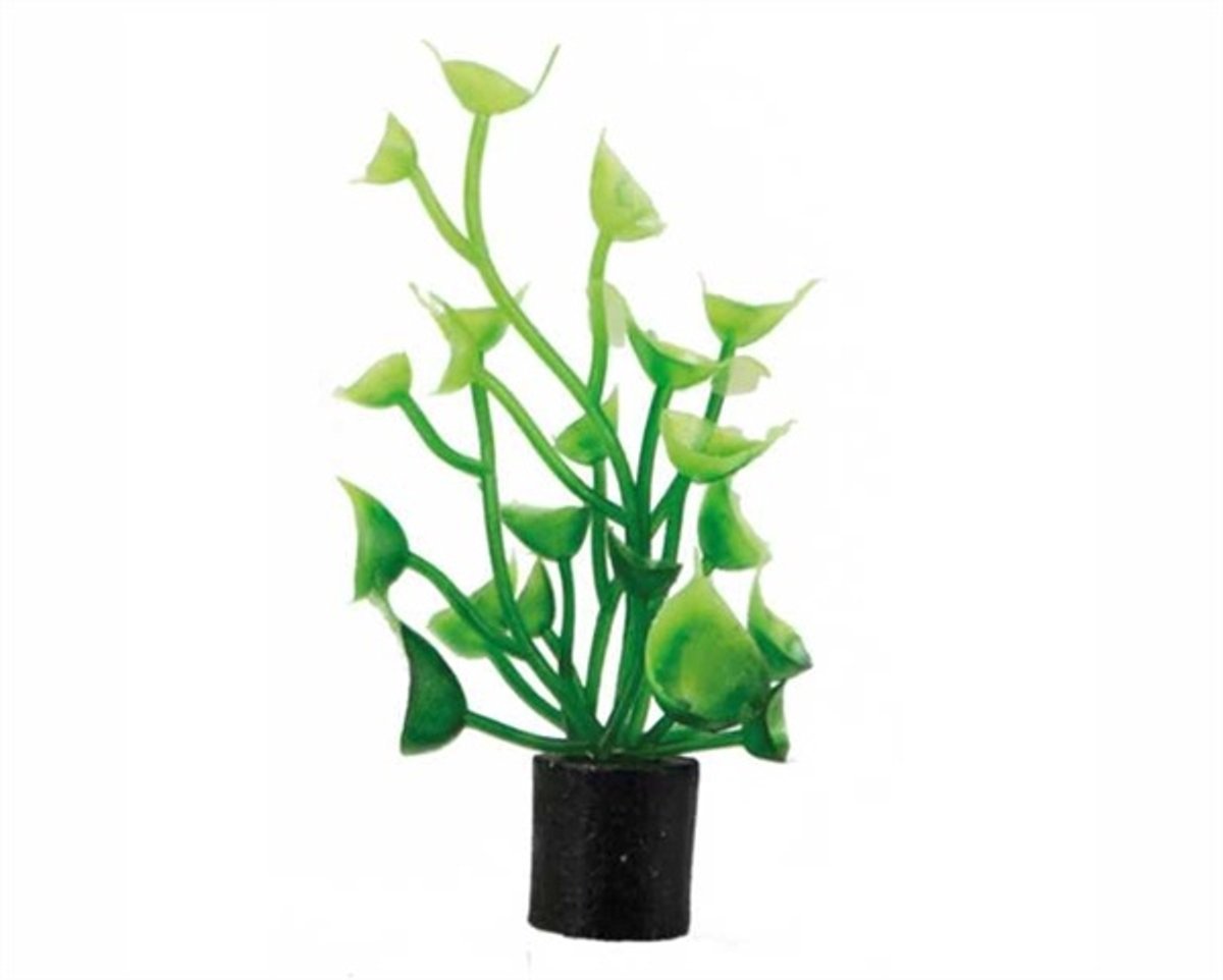 Hobby Plant Cardamine Mini