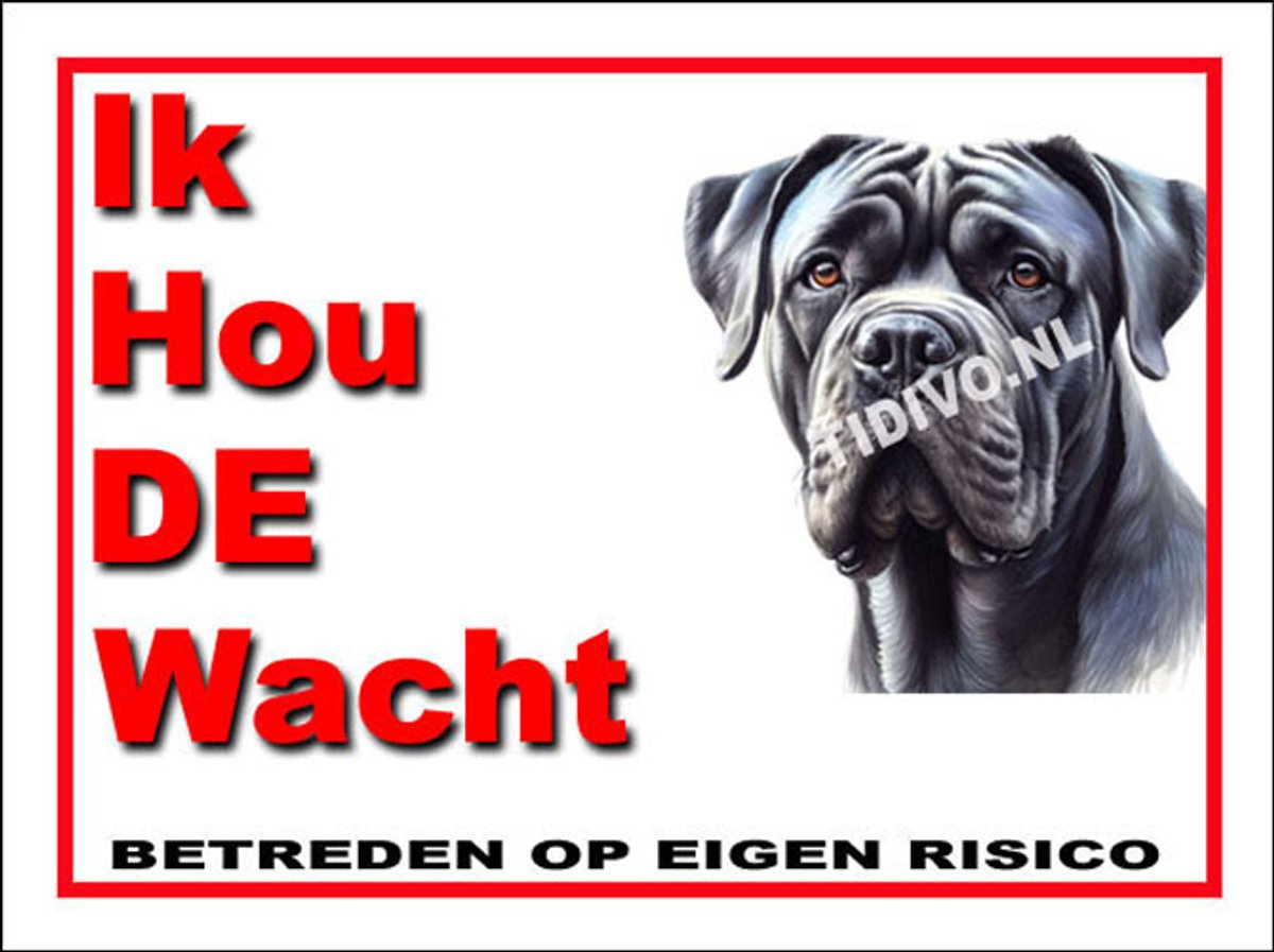 Cane Corso 7