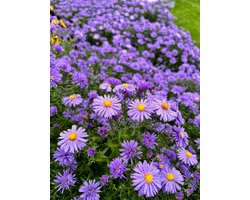 6 x herfstaster - Aster (D) 'Prof. Anton Kippenberg- P9X9 - winterharde vaste plant met prachtige bloem