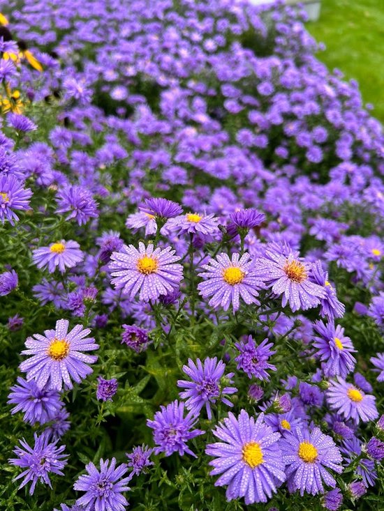 Asters d'automne violets aux cœurs jaunes, couverts de rosée matinale.