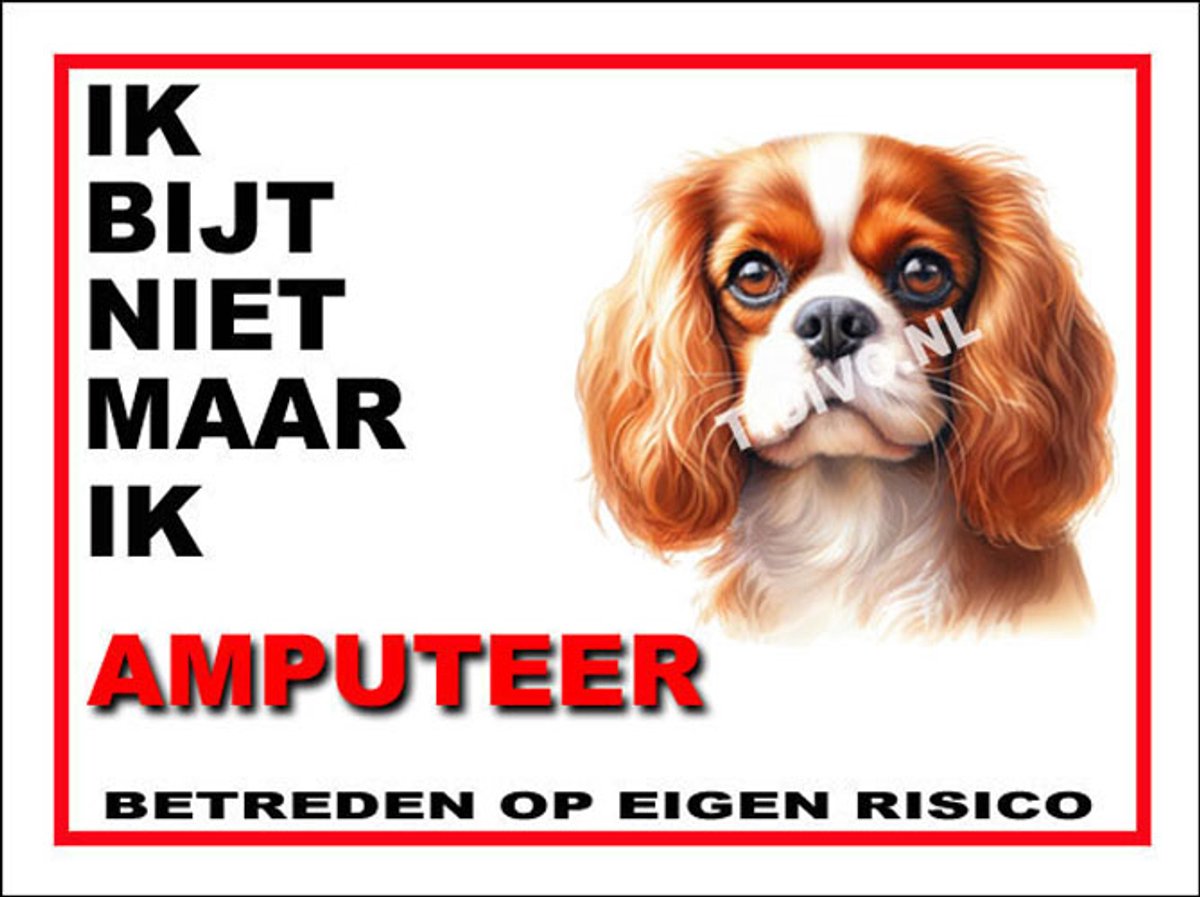 Cavalier King Charles Spaniël 5
