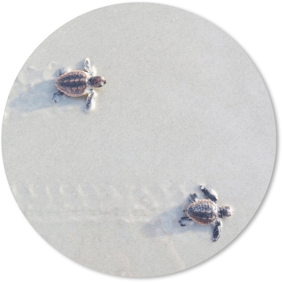 Muismat rond 40x40 cm - Mousepad Twee kleine schildpadden - Ronde muismatten
