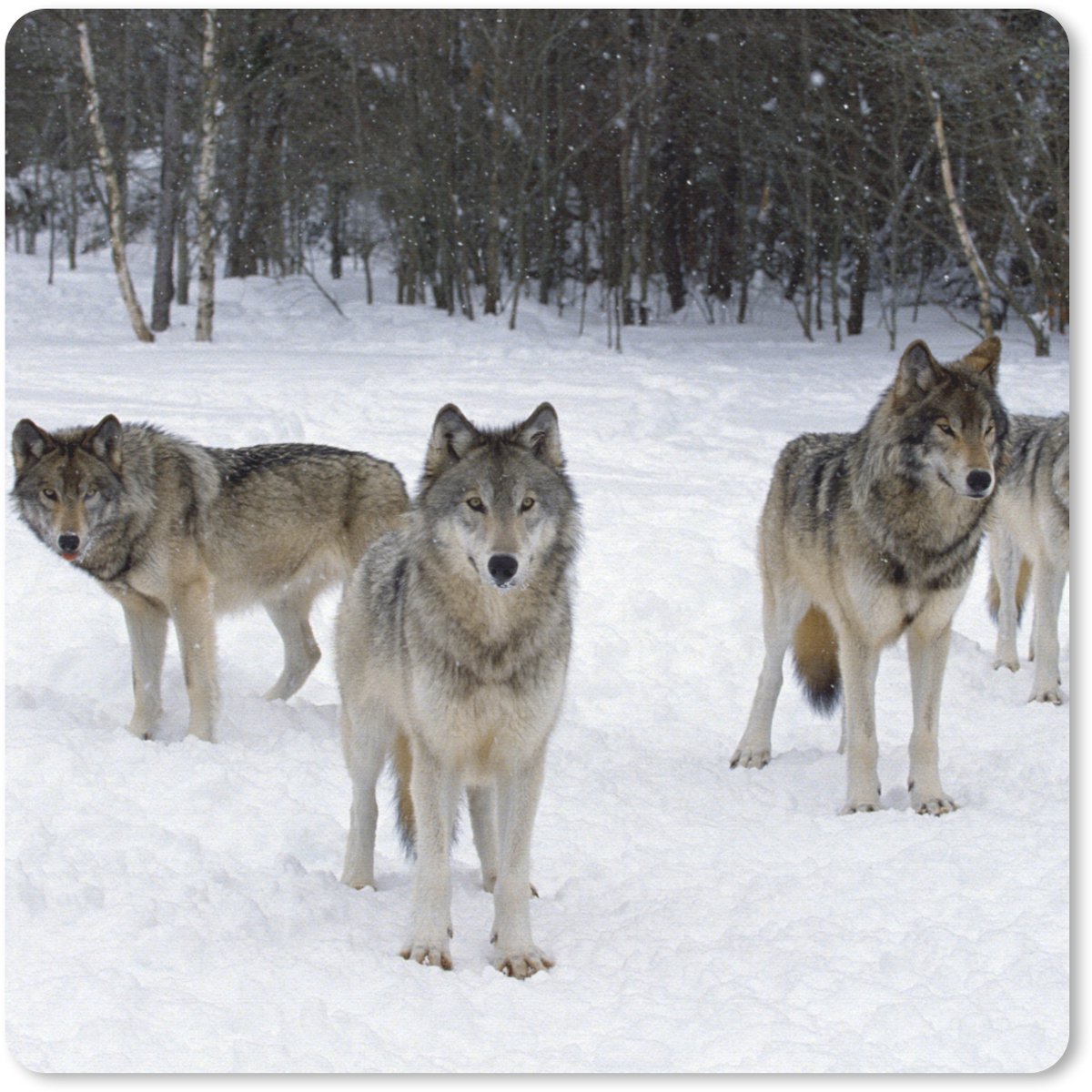 Muismat 30x30 cm - Mousepad Wolf - Sneeuw - Canada - Muismatten