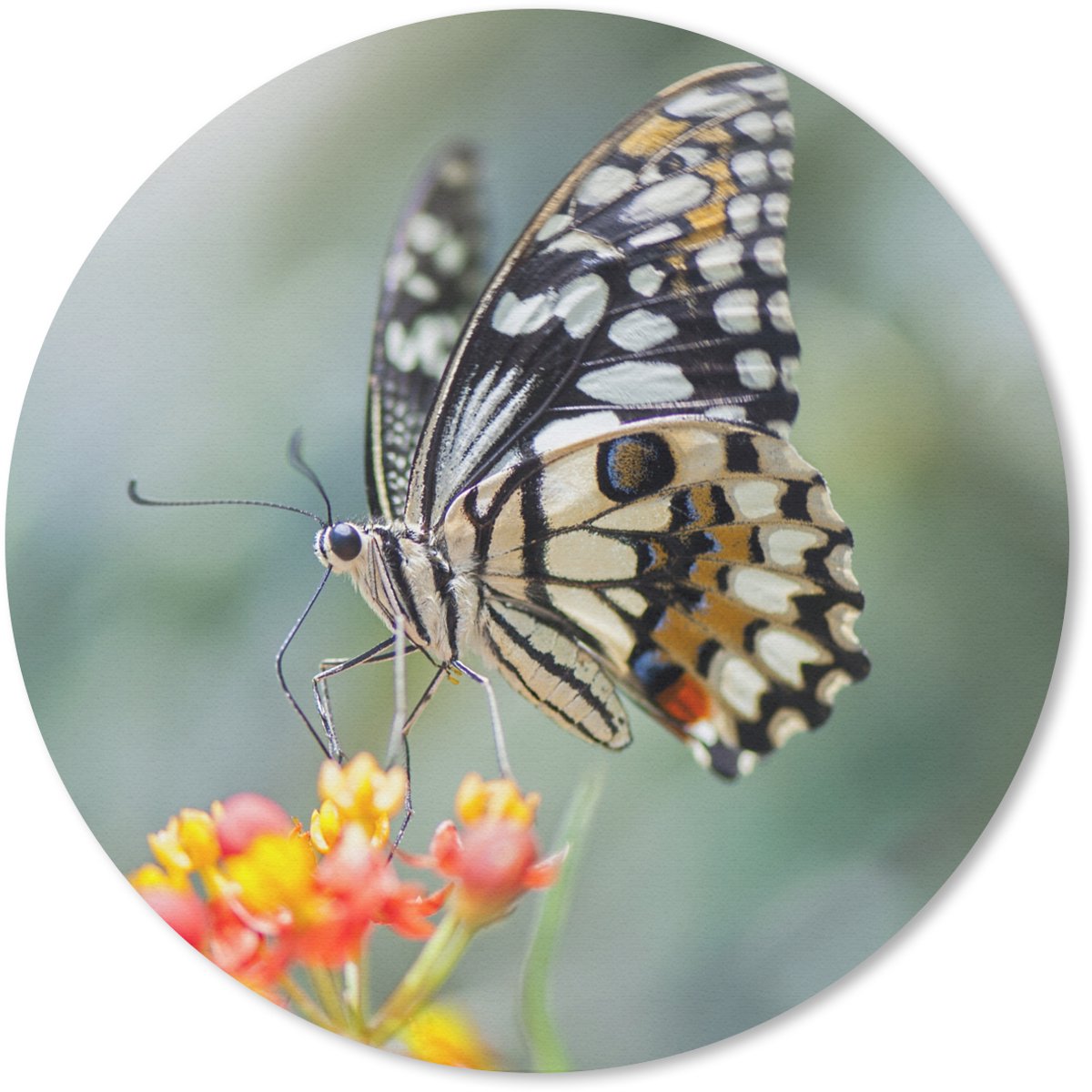 Muismat rond 40x40 cm - Mousepad Pages vlinder op bloem - Ronde muismatten