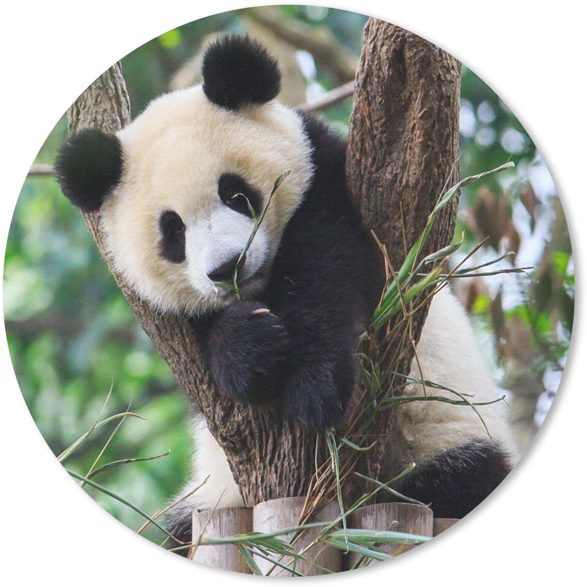 Muismat rond 40x40 cm - Mousepad Panda - Dieren - Jungle - Natuur - Ronde muismatten