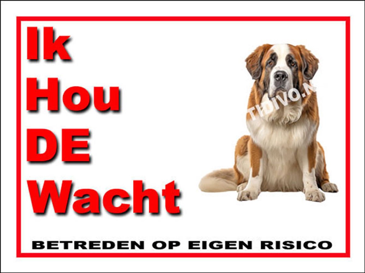 Sint Bernard 7