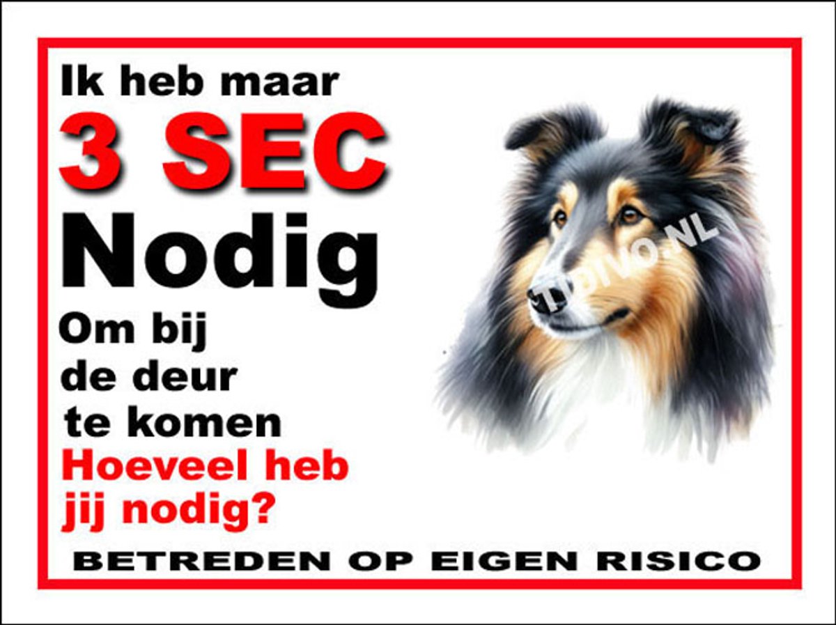 Schotse Collie 6