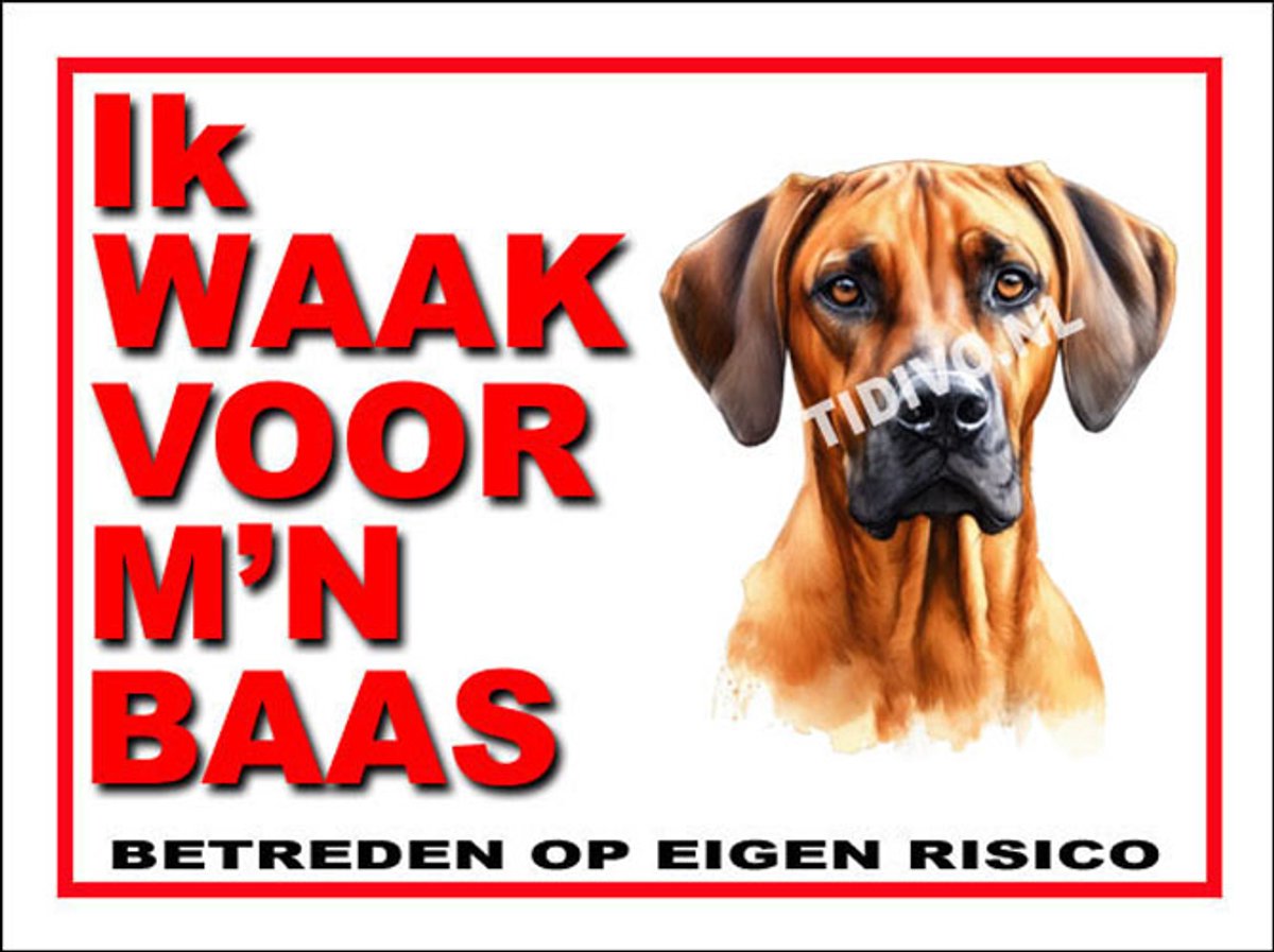 Rhodesian Ridgeback 9
