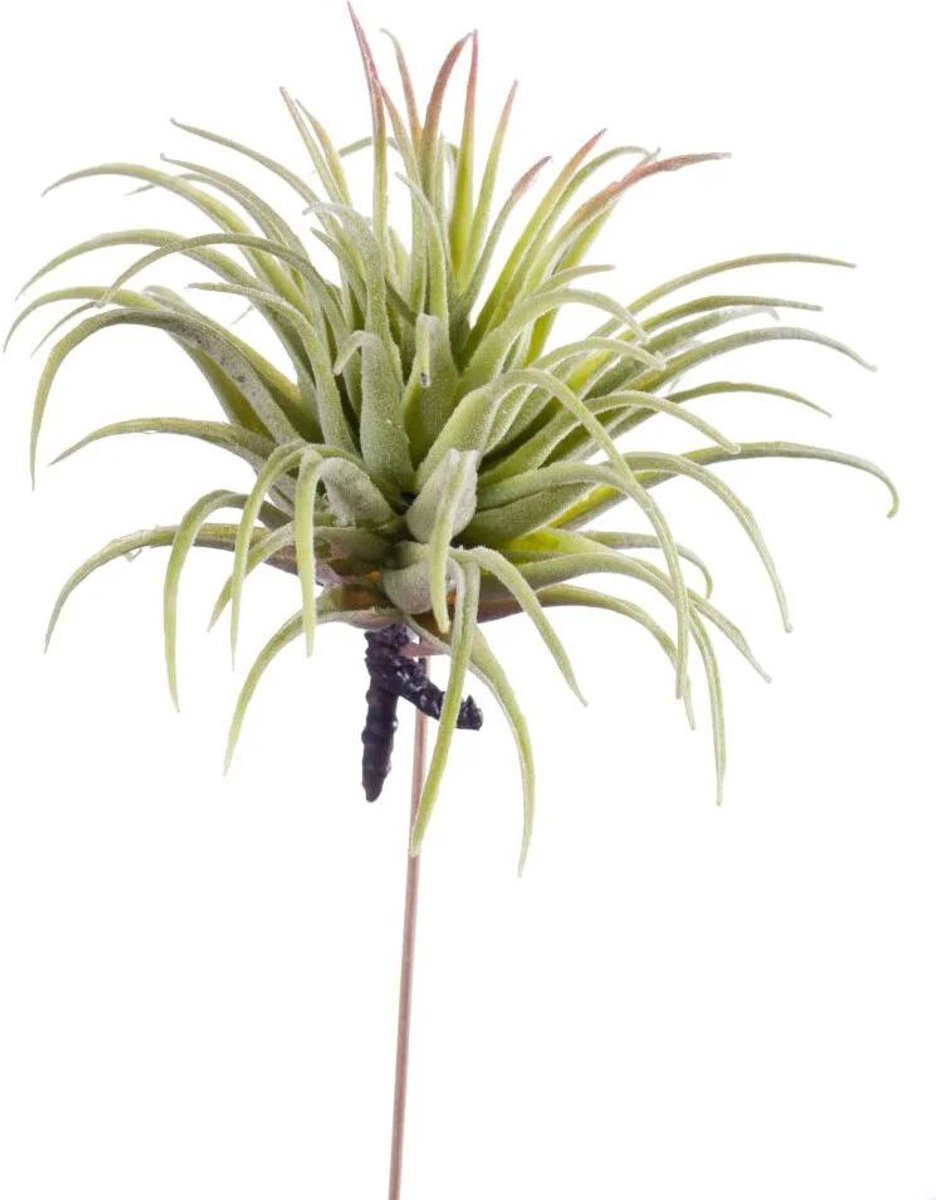 Tillandsia rubra 12 cm lt green
