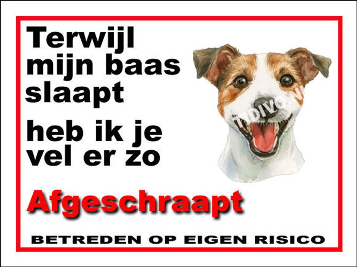 Jack Russell Terriër 15