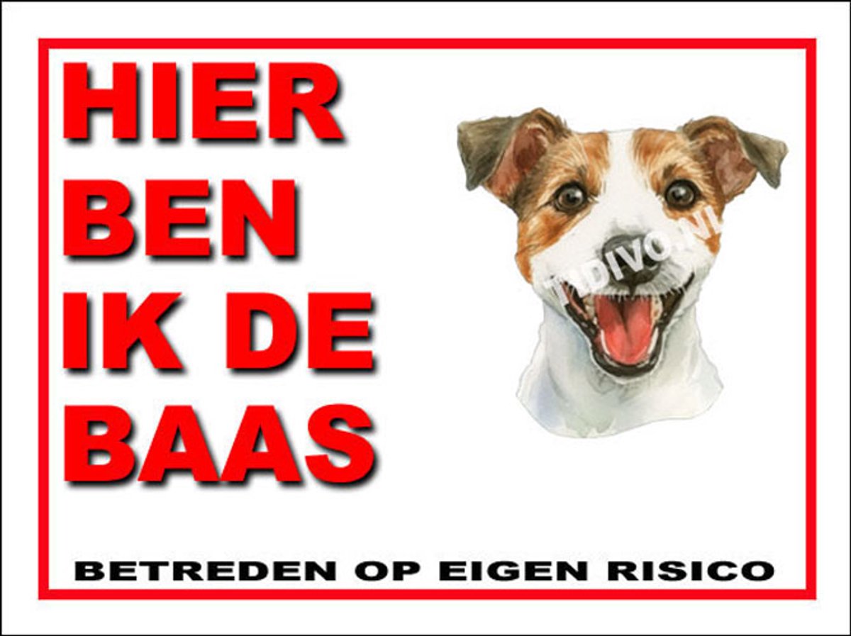 Jack Russell Terriër 2