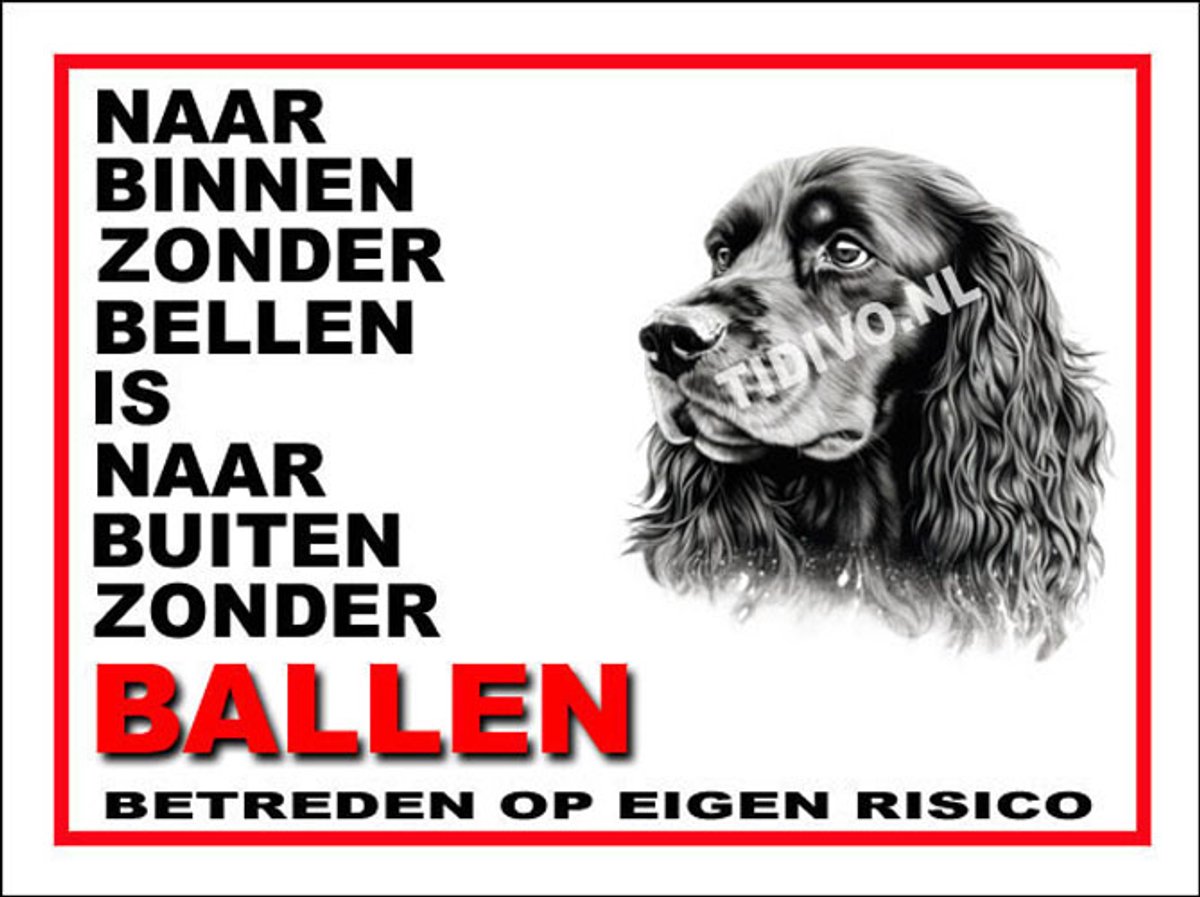 Ierse Water Spaniel 11