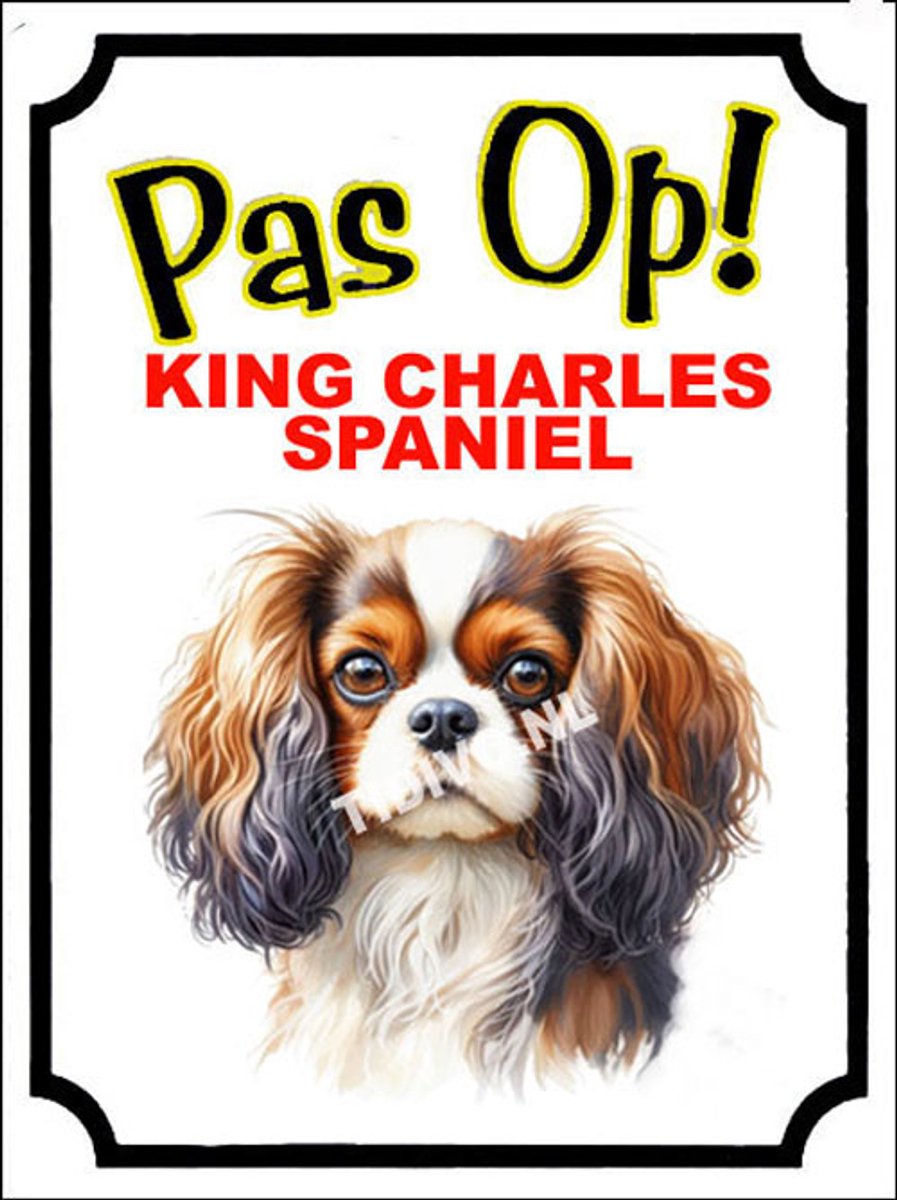 King Charles Spaniël 16
