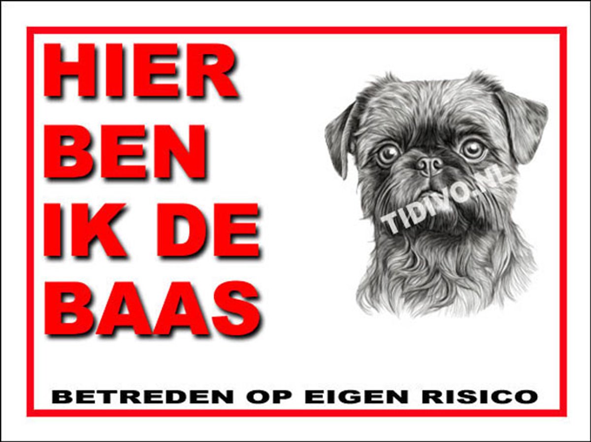 Griffon Brusselse 2