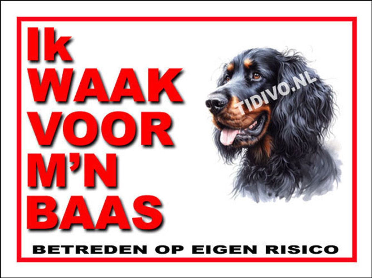 Gordon Setter 9
