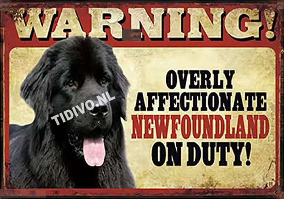 Newfoundlander 21