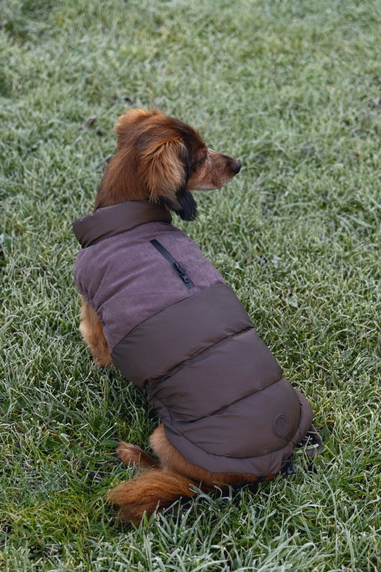 Bruine hondenjas met rits en gewatteerd design, aan een teckel in het gras.