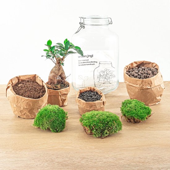 DIY Terrarium - Sammie - ↑ 27 Cm bestellen bij de kweker - Pots&Plants