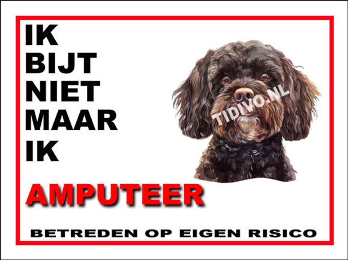 Cavapoo 5