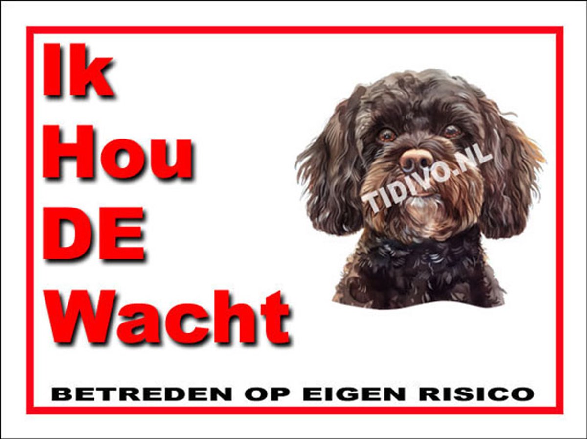 Cavapoo 7