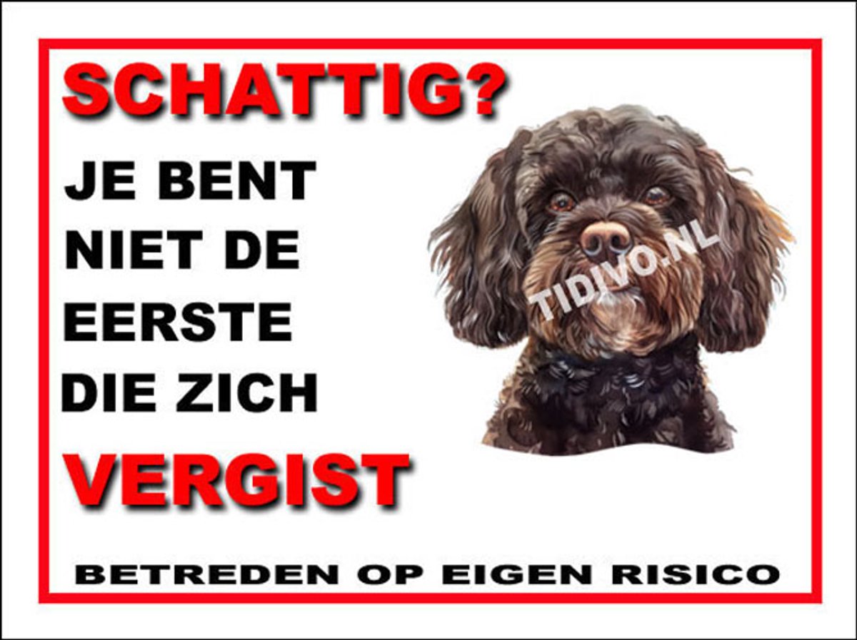 Cavapoo 14