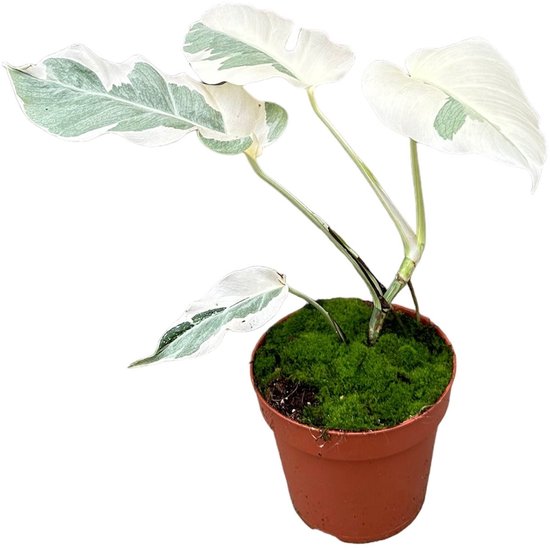 Monstera White Ghost Kamerplant Potmaat Ø17 cm |Vers Van De Kweker