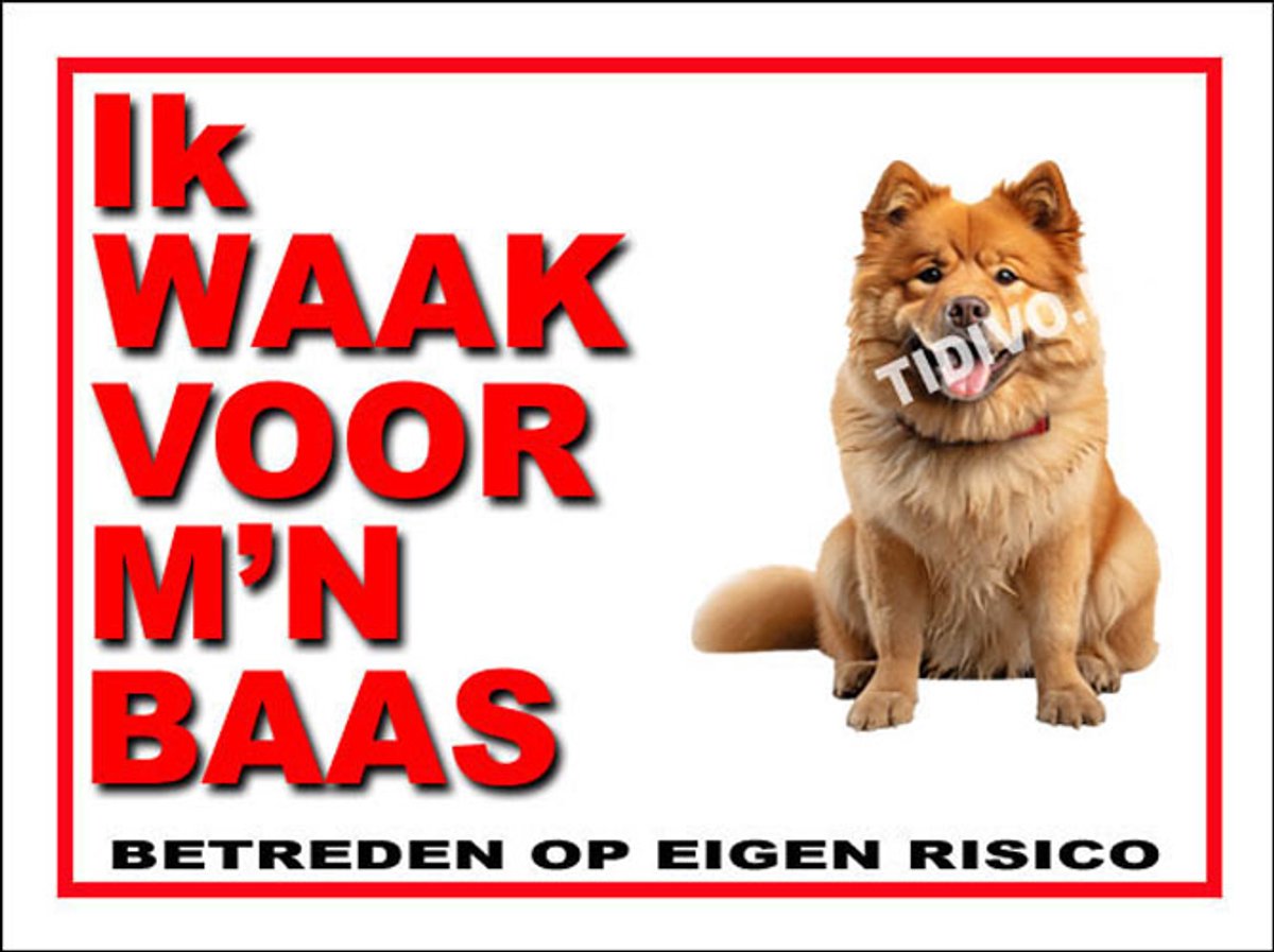 Chow Chow 9