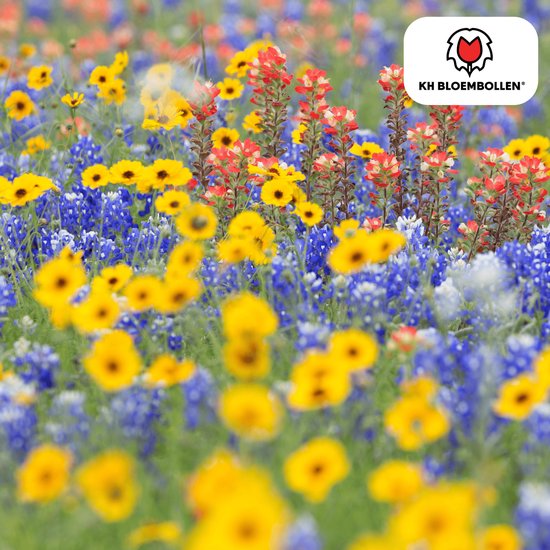Nu zaaien voor bloemen, bijen en betere bodem - Nieuwe Nu zaaien voor bloemen, bijen en betere bodem - Nieuwe