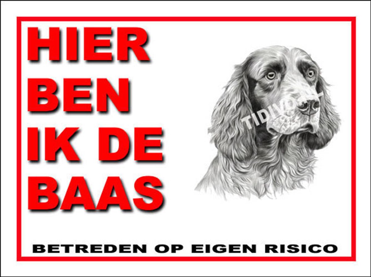 Clumber Spaniel 2