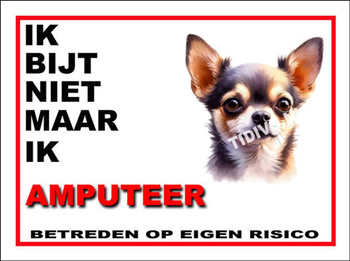 Chihuahua, langhaar 5