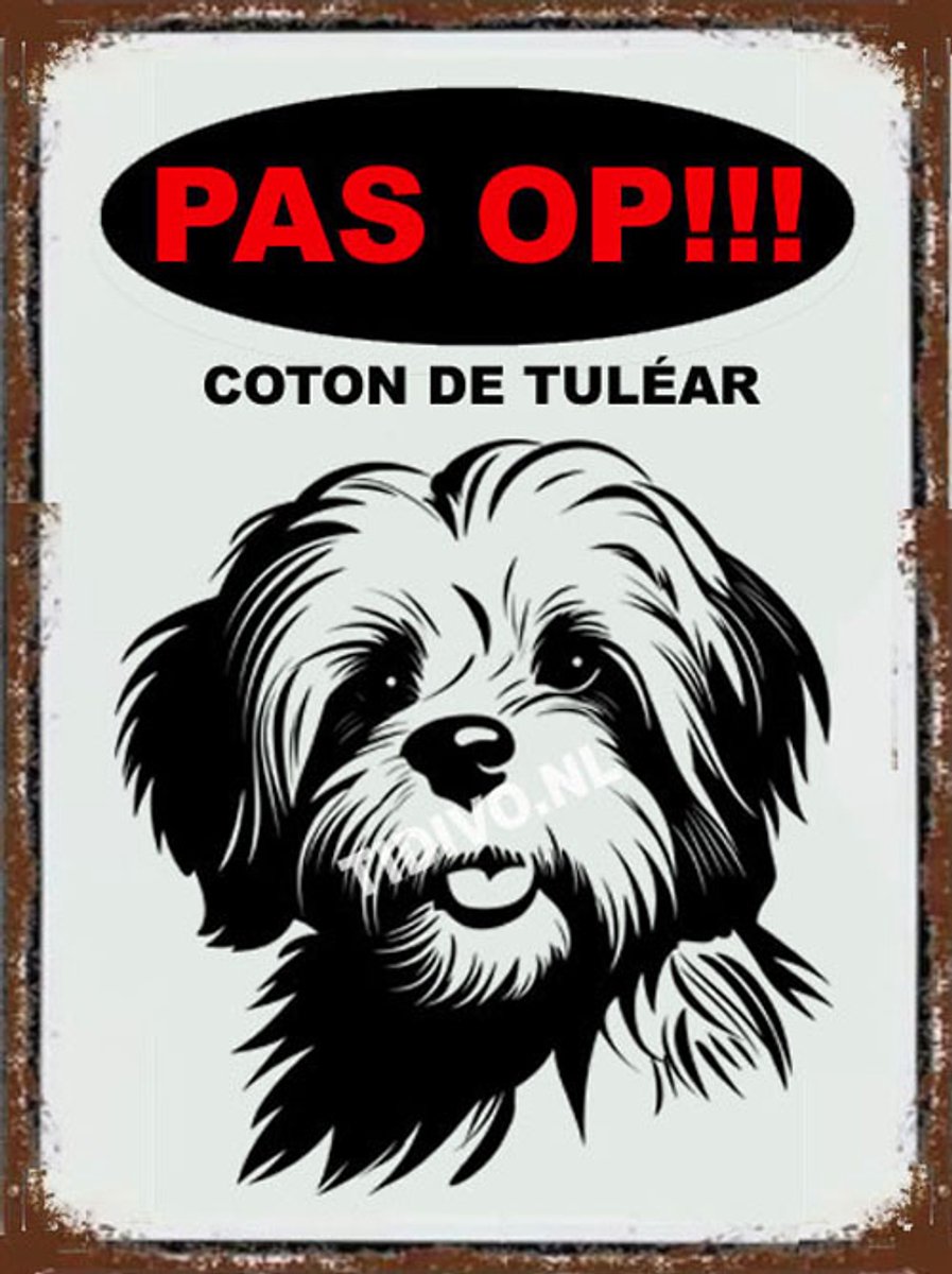 Coton de Tuléar 17