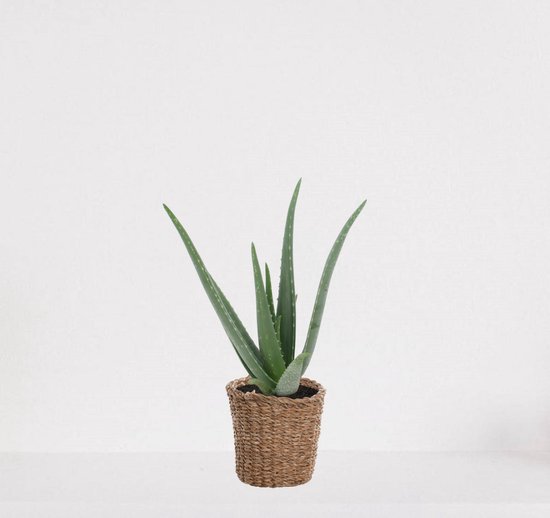 Aloë Vera in siermand Amber grof – vetplant – eenvoudig te onderhouden - 35-45cm - Ø13 – geleverd met plantenpot – vers uit de kwekerij