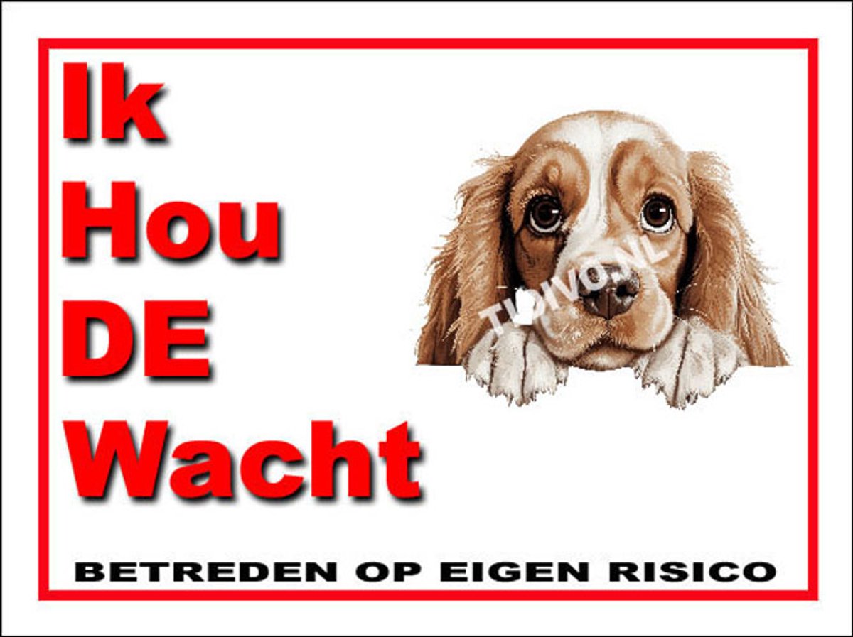 Amerikaanse Cocker Spaniel 7