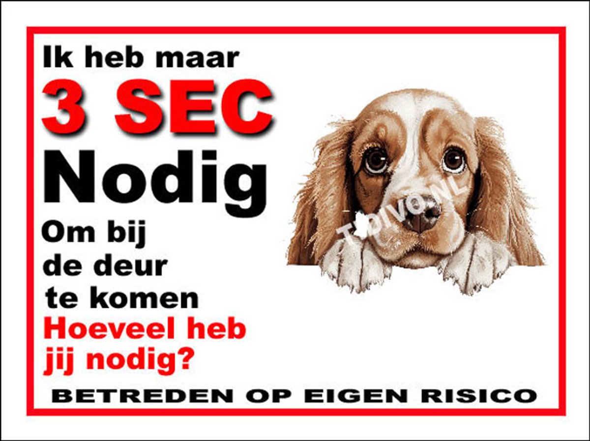 Amerikaanse Cocker Spaniel 6