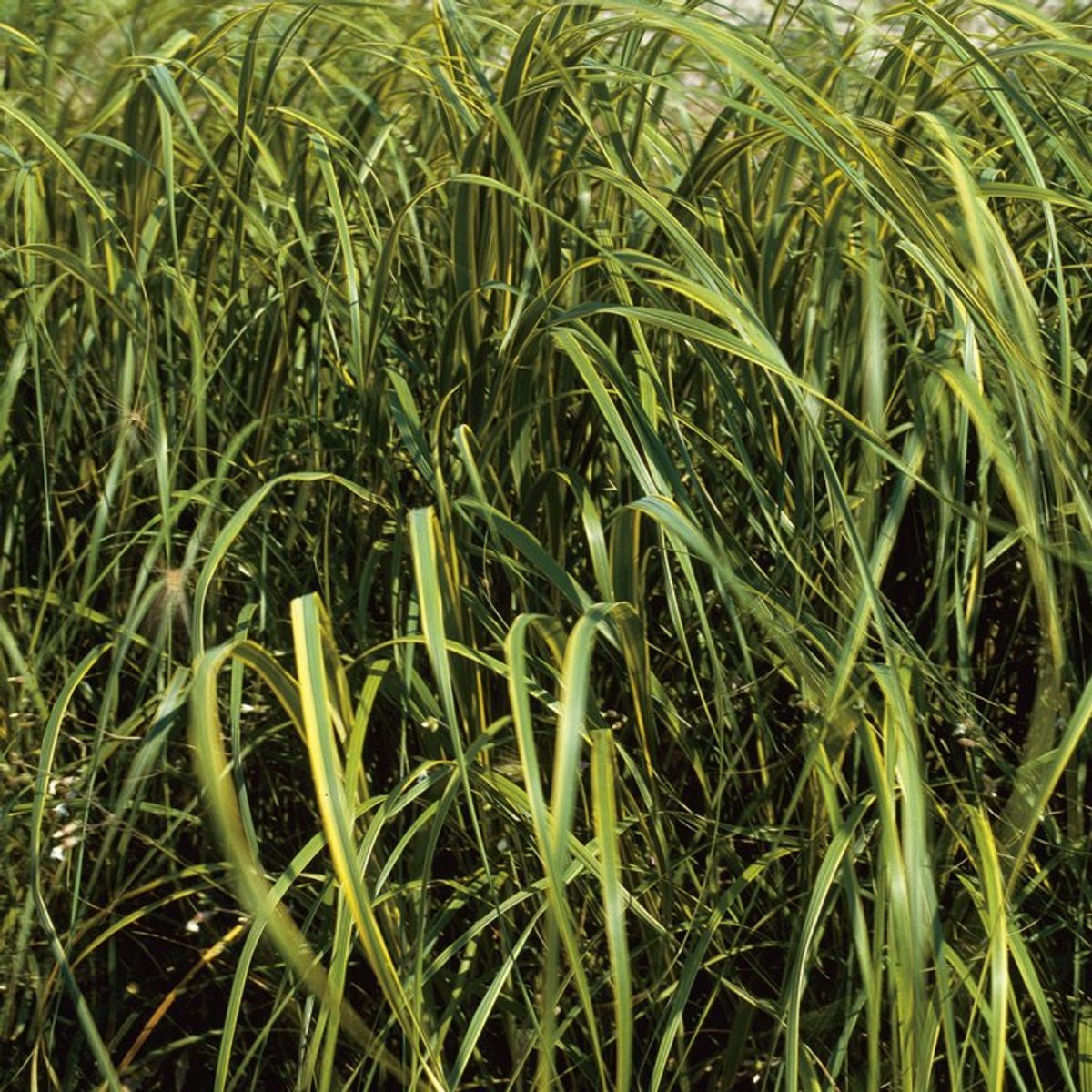 Plants Online - Tuinplanten - Siergrassen - Set van 1 - Miscanthus giganteus - 2 liter pot - Plant