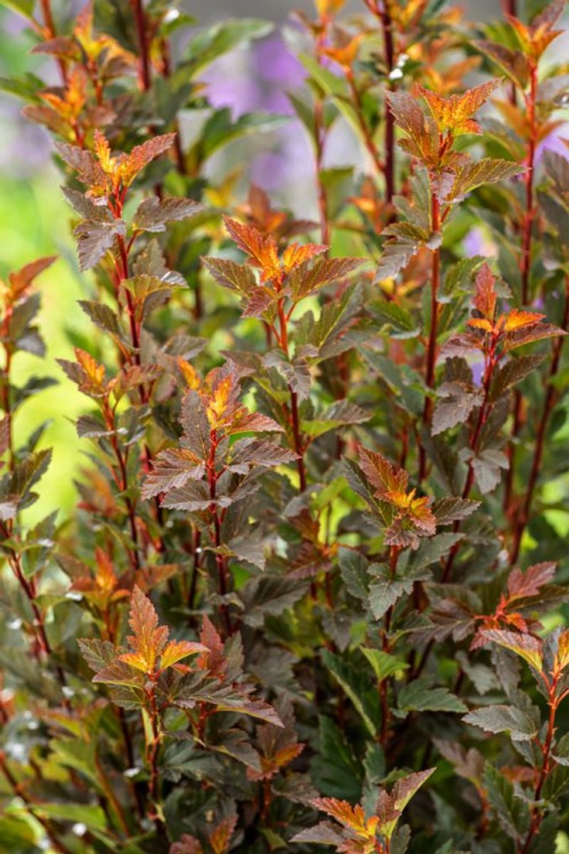 Plants Online - Tuinplanten - Heesters - Set van 1 - Physocarpus opulifolius Tiny Wine - 5 liter pot - Plant 50-60 cm