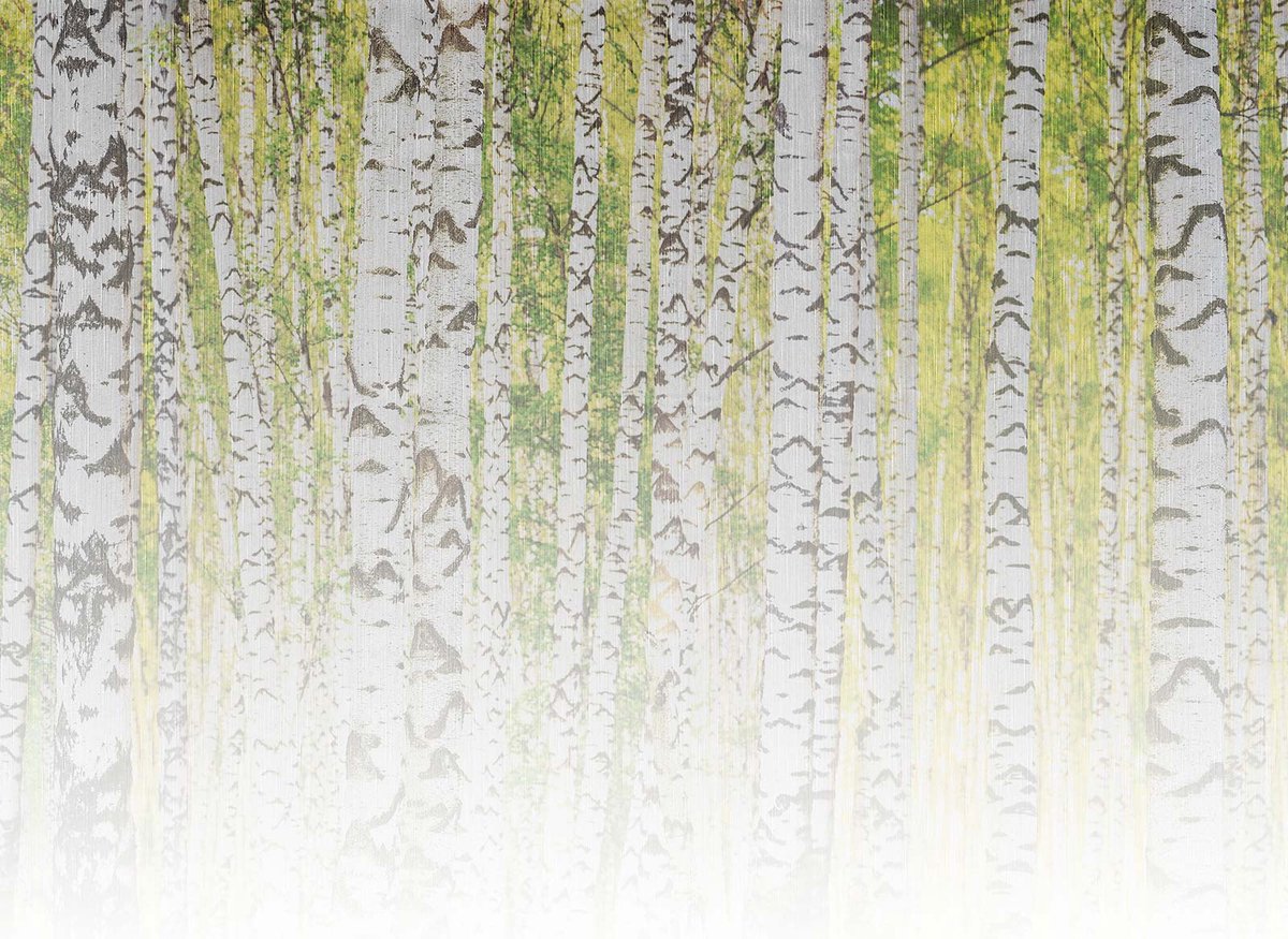 Fototapete Designwalls 2 DD123528 BirchForest2