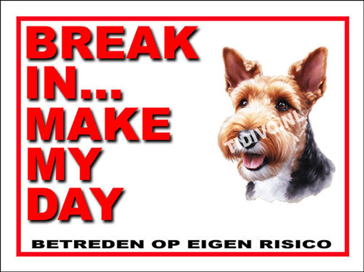 Welsh Terrier 1