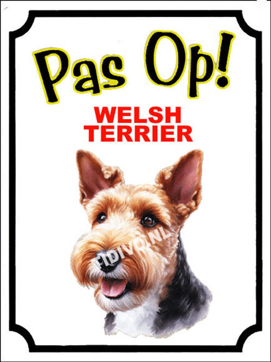 Welsh Terrier 16