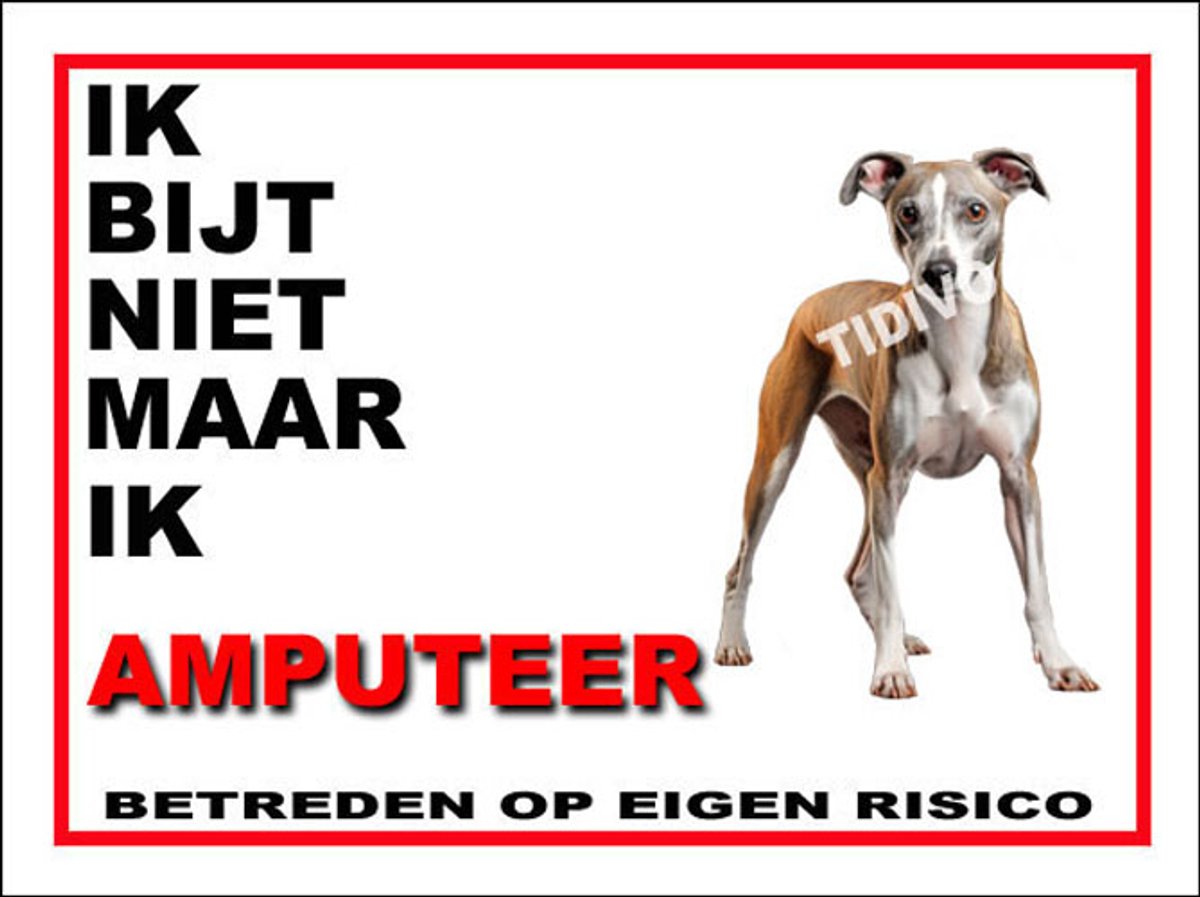 Whippet 5