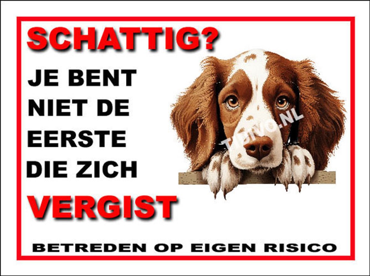 Welsh Springer Spaniel 14