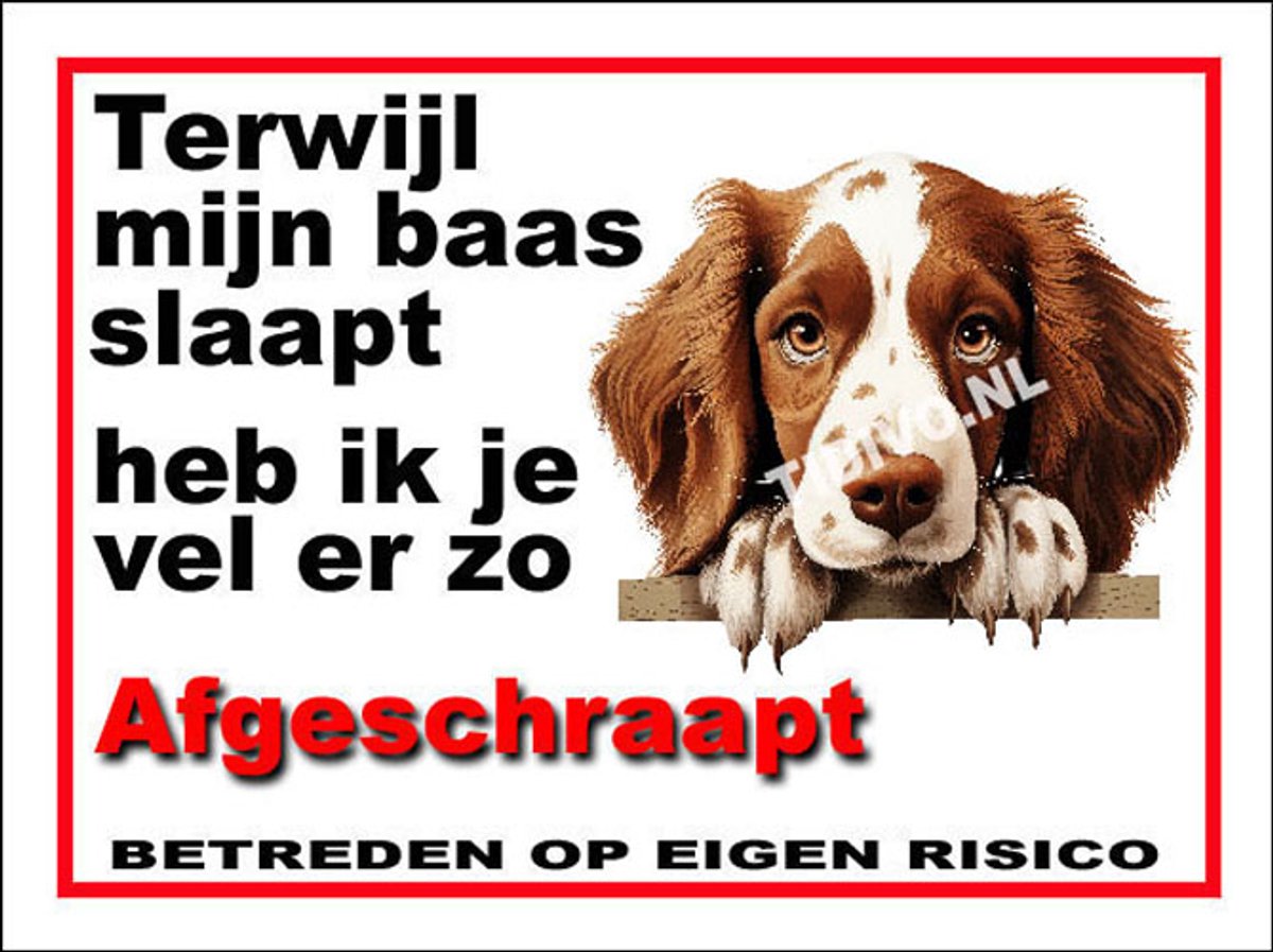 Welsh Springer Spaniel 15