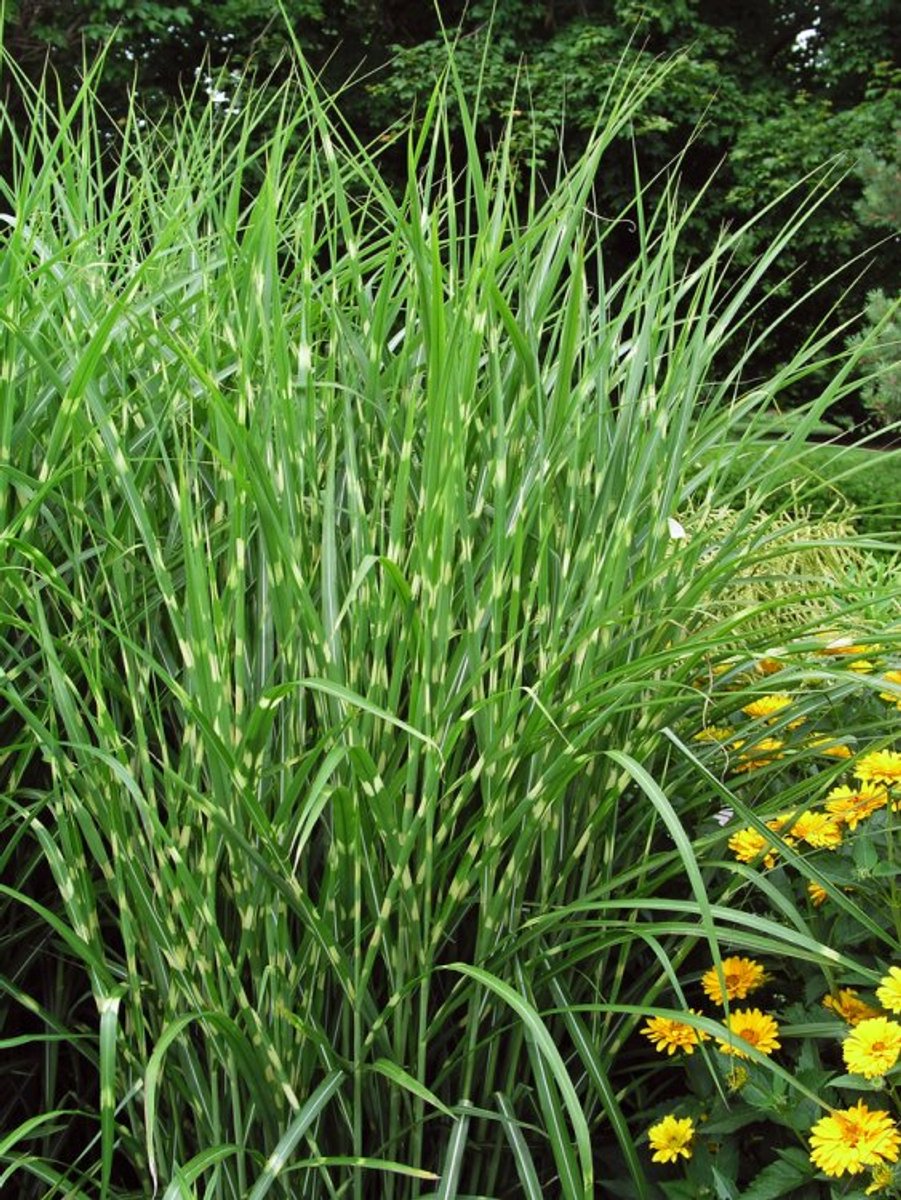 Plants Online - Tuinplanten - Siergrassen - Set van 1 - Miscanthus sinensis 'Strictus' - 2 liter pot - Plant