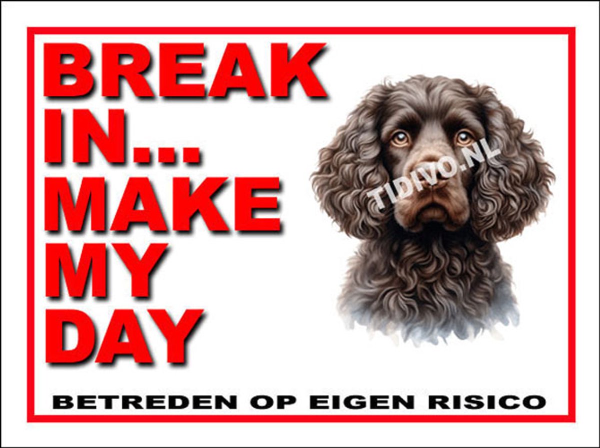 Amerikaanse Water Spaniel 1