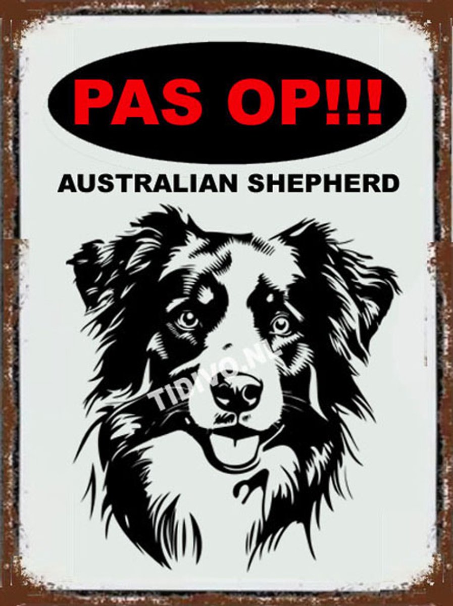 Australian Shepherd 17